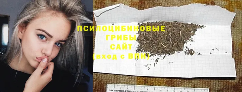 Псилоцибиновые грибы Psilocybe  Шагонар 